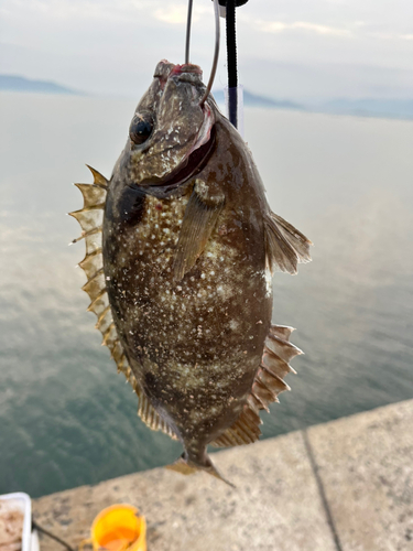 バリの釣果