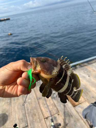 アオハタの釣果