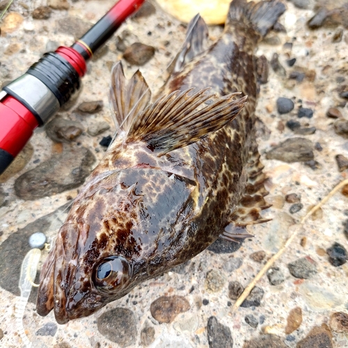 タケノコメバルの釣果