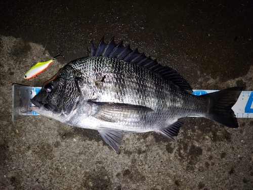 クロダイの釣果