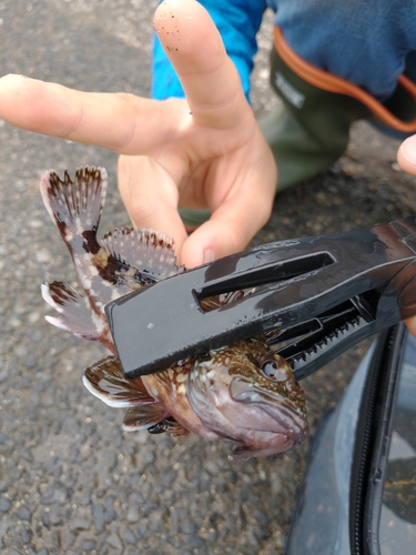 カサゴの釣果