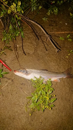 ウグイの釣果