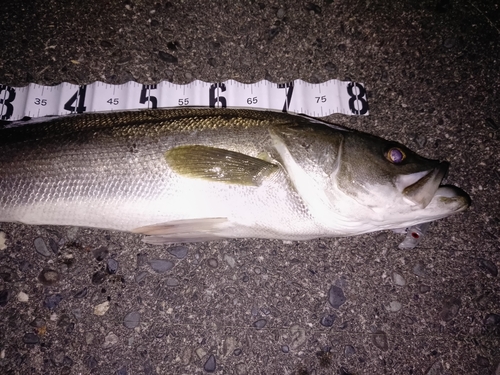 スズキの釣果