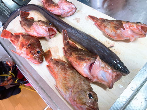 アラカブの釣果