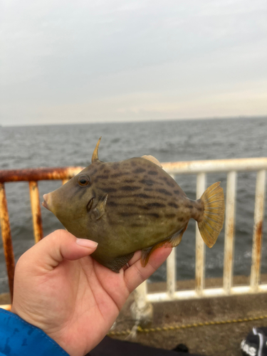 カワハギの釣果