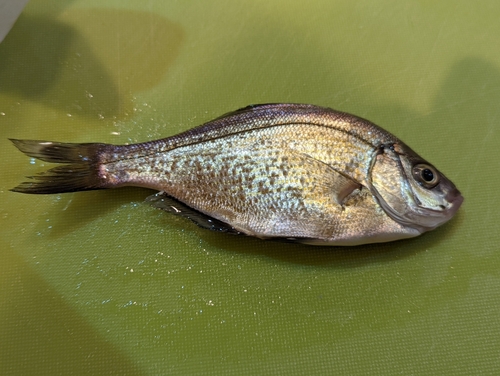 ウミタナゴの釣果