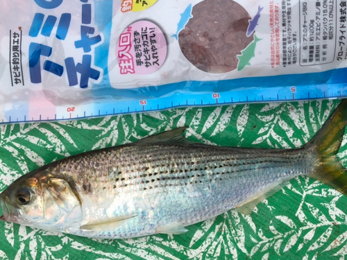 コノシロの釣果