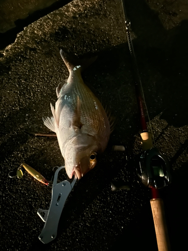 タイの釣果