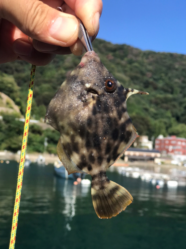 カワハギの釣果