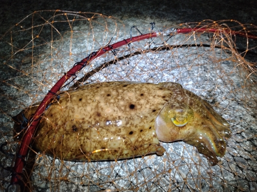 コブシメの釣果