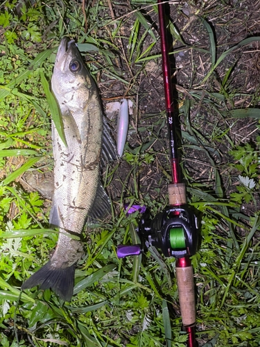 スズキの釣果