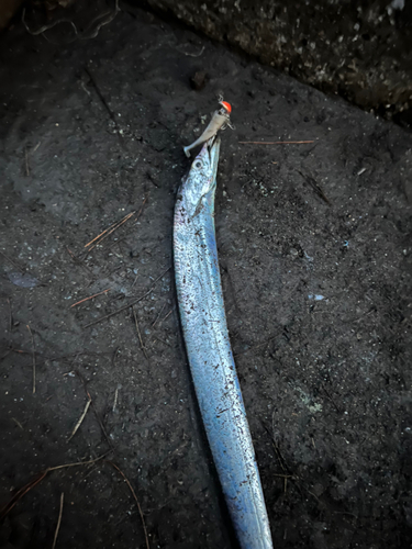 タチウオの釣果