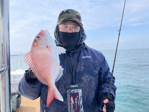 マダイの釣果