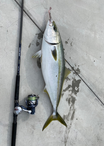 ブリの釣果