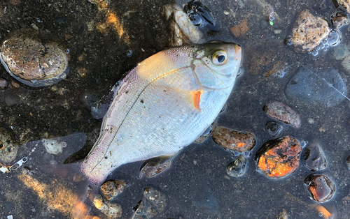 ウミタナゴの釣果