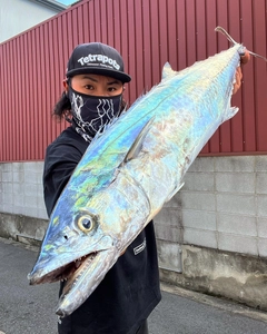 サワラの釣果