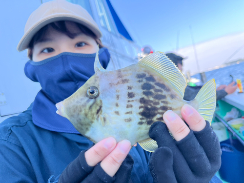 カワハギの釣果