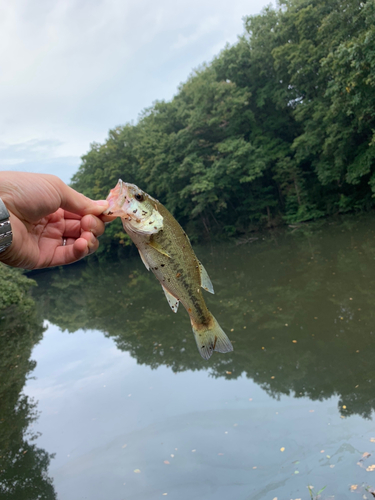 ラージマウスバスの釣果