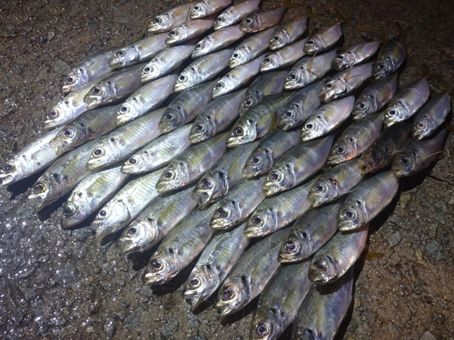 アジの釣果