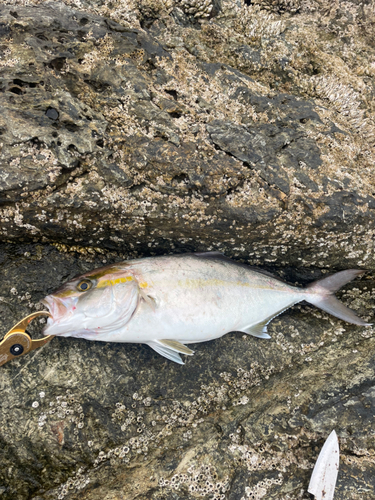 ネリゴの釣果