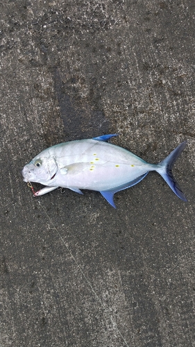 ナンヨウカイワリの釣果