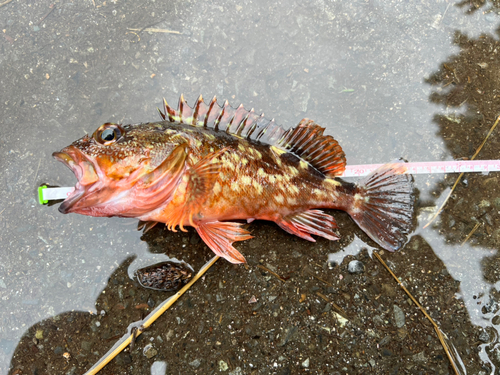 カサゴの釣果