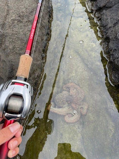 タコの釣果