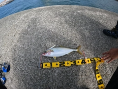 ハマチの釣果