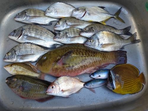 チヌの釣果