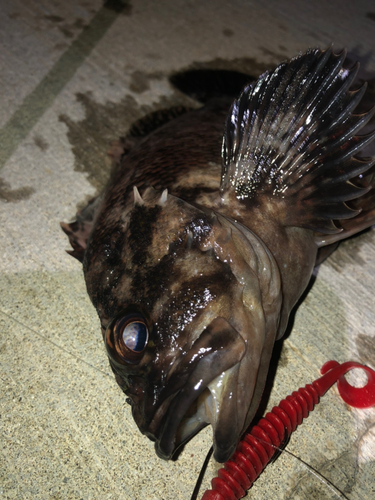 オウゴンムラソイの釣果