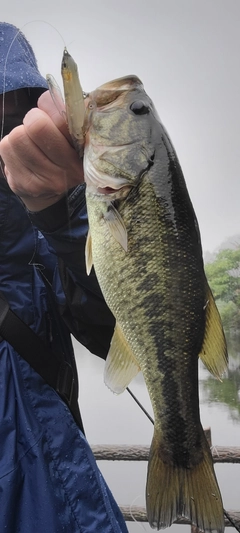 ラージマウスバスの釣果