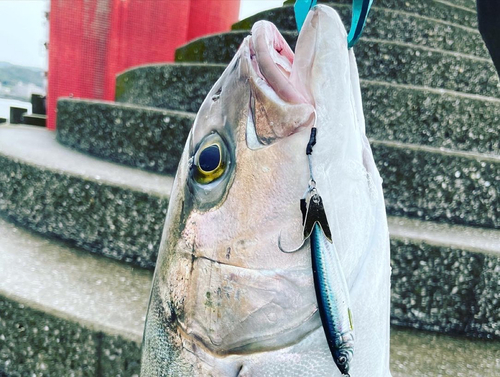 カンパチの釣果