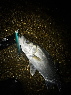 ヒラスズキの釣果