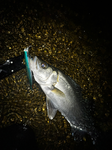 ヒラスズキの釣果