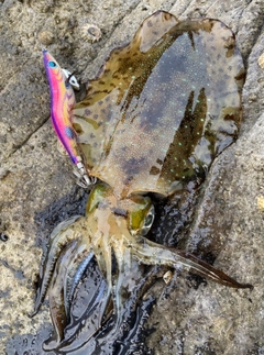 アオリイカの釣果