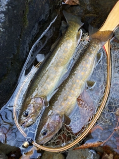 イワナの釣果