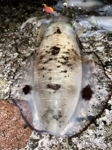 アオリイカの釣果