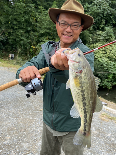 ストライパーの釣果