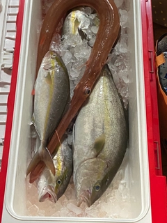 ヒレナガカンパチの釣果