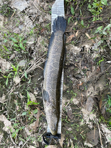 ライギョの釣果