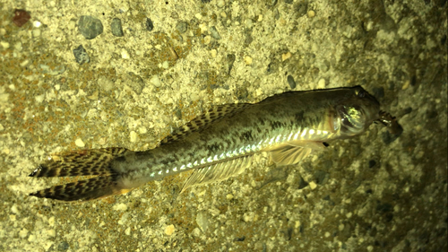 マハゼの釣果