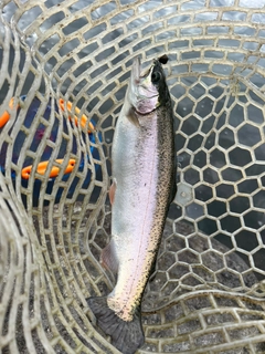 ニジマスの釣果