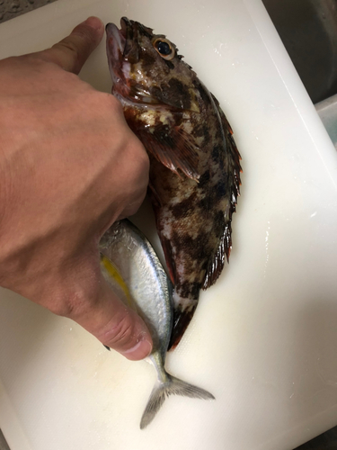 カサゴの釣果