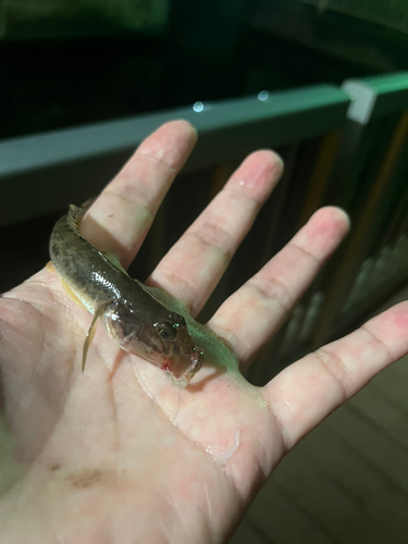 マハゼの釣果