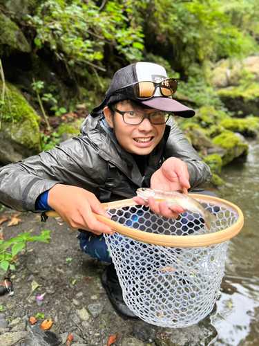 ヤマメの釣果