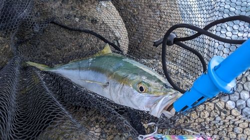 ハマチの釣果