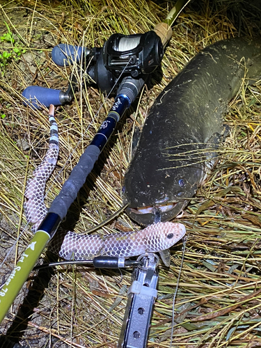 ナマズの釣果