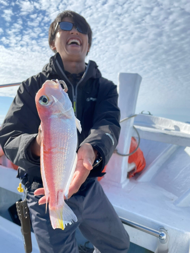 アマダイの釣果