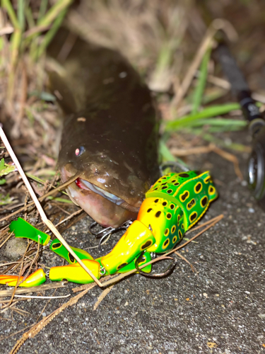 ナマズの釣果