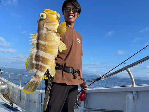 アオハタの釣果